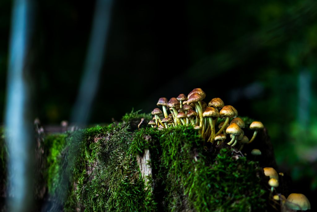 Pilze im Waldhort Ebersberg